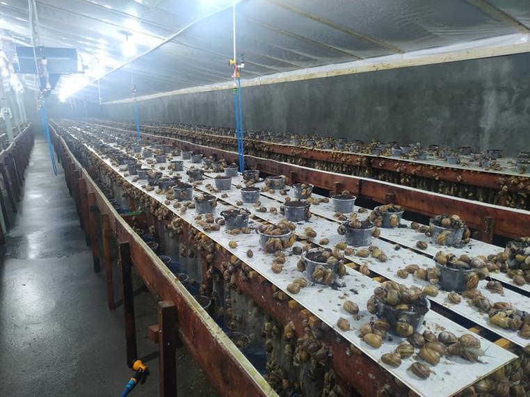 სამეგრელოში ლოკოკინების, 3 ჰექტარზე გაშენებული,  ფერმა იყიდება