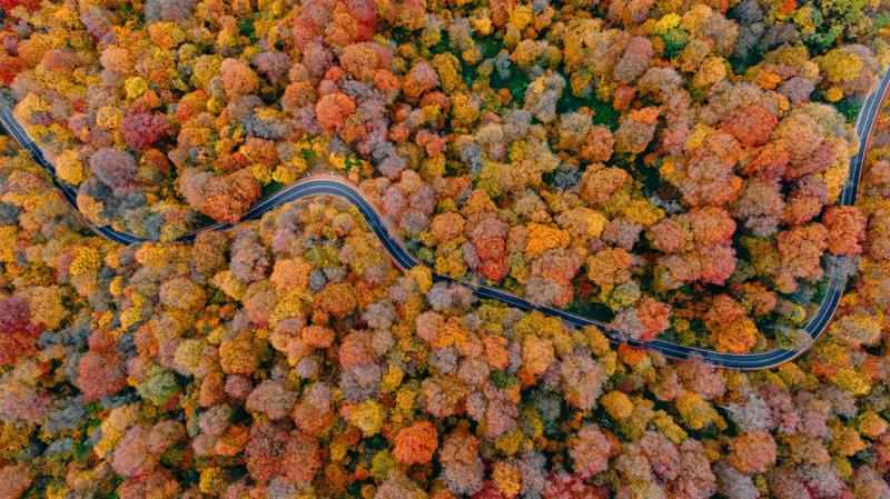 შემოდგომა საბადურის ულამაზეს ტყეში - როგორია ჯადოსნური ტყის სახელის ეტიმოლოგია ( + ფოტოები)