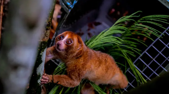 bangka_slow_loris_4-72580.png