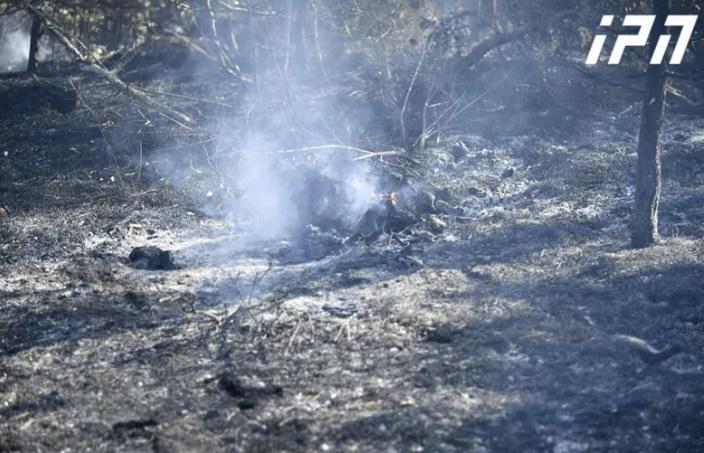 ყვარლის მუნიციპალიტეტის სოფელ ახალსოფლის ტყეში ხანძარია