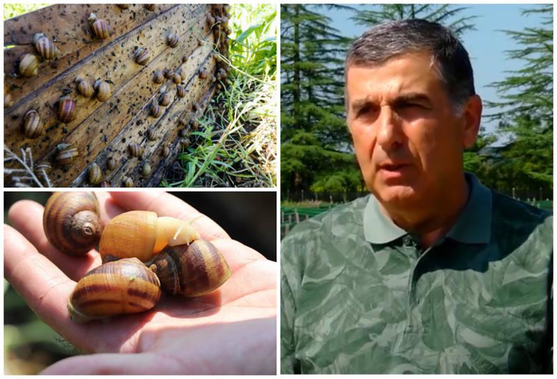 ვის ეკუთვნის ლოკოკინების უდიდესი ფერმა ხობში - "გაზაფხულზე ხუთი ტონა გავგზავნეთ იტალიაში, ახლა 20 ტონის გაგზავნას ვაპირებთ"