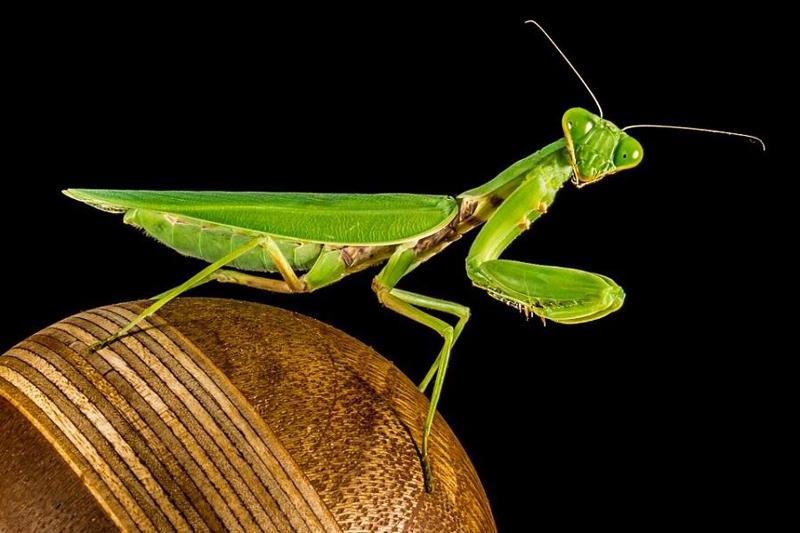 ეს მწერი ხშირად კალიაში ეშლებათ - რატომ არ უნდა მოვკლათ ჩოქელა