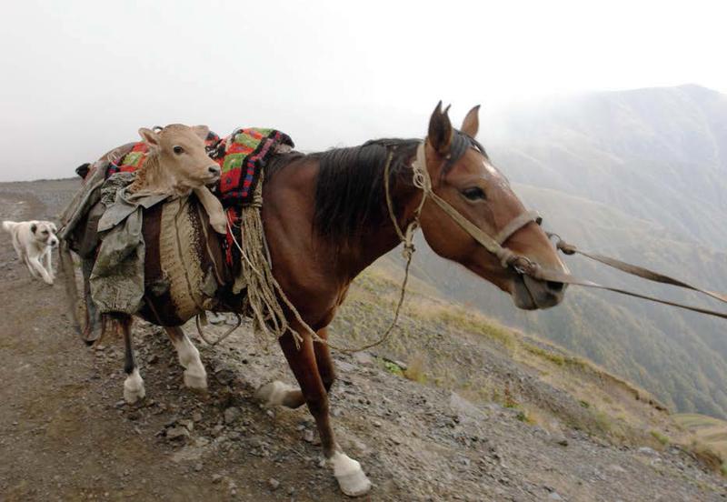 "თუშეთში ცხენს კვიცი კლდეზე გადაუვარდა, მეორე წელს იმ ადგილას გავლისას, ქარაფებში გადაეშვა" - როგორ იყენებდნენ ცხენებს საქართველოში