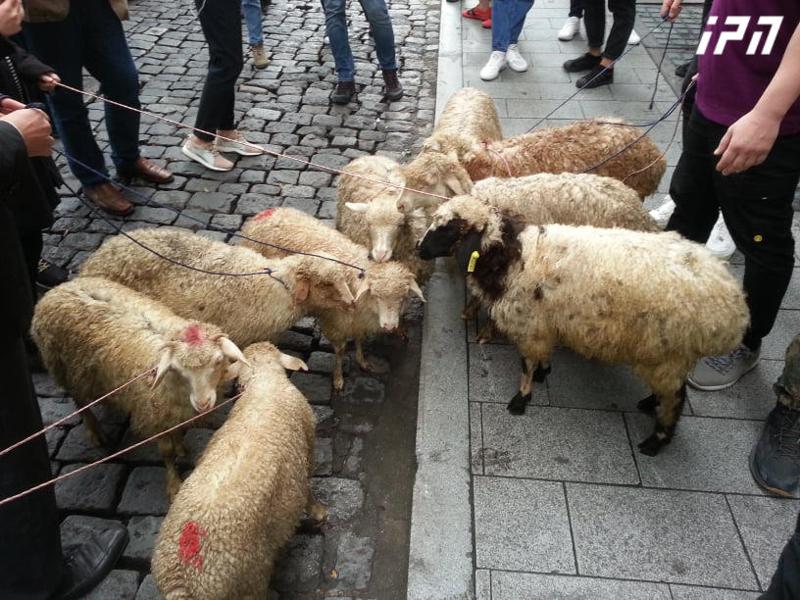 "ცხვრების ნაწილი შიგნითაა, ნაწილი გარეთ" - "სირცხვილიას" მონაწილეებმა პარლამენტთან ცხვრები მიიყვანეს