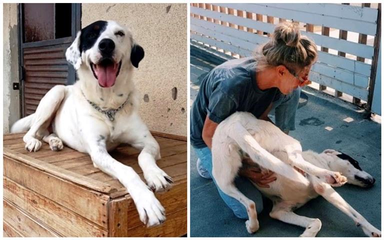 ნაწამები ქუთაისელი ძაღლის და შვეიცარიელი ცოლ-ქმრის ამბავი, რომლებმაც ცხოველს ჟენევაში ახალი ცხოვრება აჩუქეს