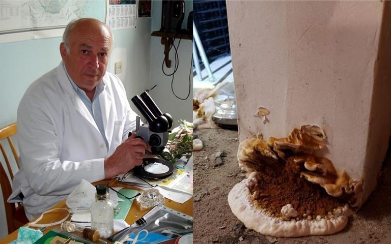 "ჩემმა დამ აფხიკა სოკო და გულისრევა დაეწყო" - როგორ ჩნდება იატაკზე სოკო და რა უნდა გააკეთოთ მის მოსაშორებლად