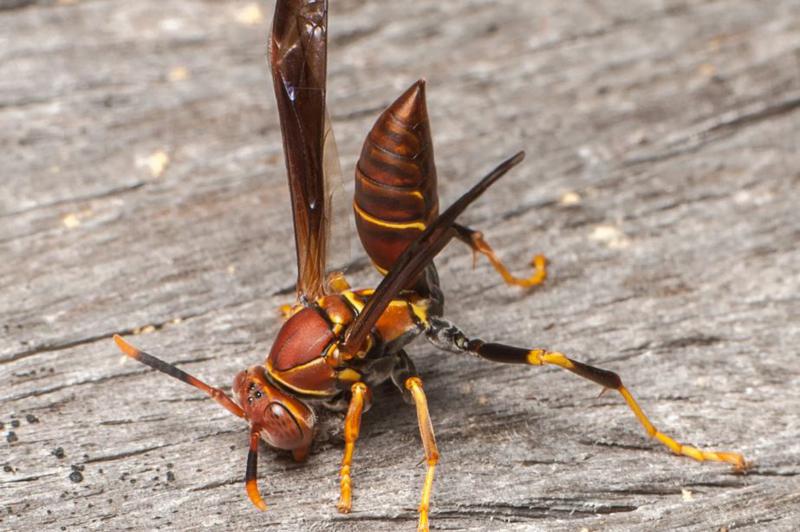 "კრაზანებმა დაკბინეს... მთელი სოფლის თვალწინ გარდაიცვალა წუთებში" - რა ხდება ზესტაფონის სოფლებში და რას ამბობენ დაავადებათა კონტროლის ცენტრში
