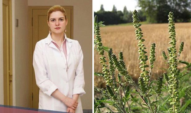 "ამ მცენარეს ბრონქოსპაზმის პროვოცირებაც შეუძლია" - სარევალა, რომელიც უმწვავეს ალერგიას იწვევს და რეკომენდაციები ალერგოლოგისგან