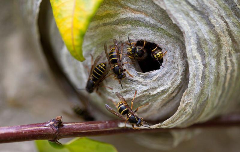 "სოფელში ბავშვებს სათამაშოდ ვერ უშვებენ, გარეთ კრაზანები ბატონობენ!" - ვანის რაიონიდან ხელისუფლებას დახმარებას სთხოვენ