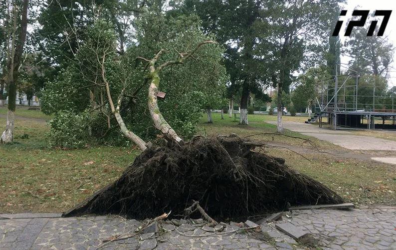 მოგლეჯილი ხეები, დაზიანებული ელექტროსადენები - საგანგებო სიტუაციების მართვის სამსახურში 230-მდე გამოძახება შევიდა