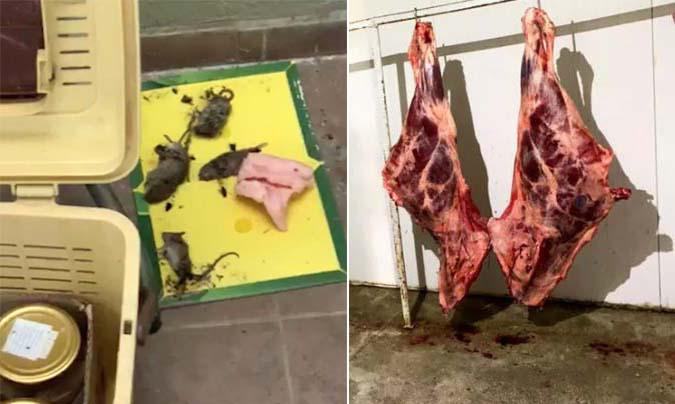 ვირთხები და ანტისანიტარია - კახეთში ხორცისა და თევზის ფალსიფიკაციის ფაქტები გამოავლინეს