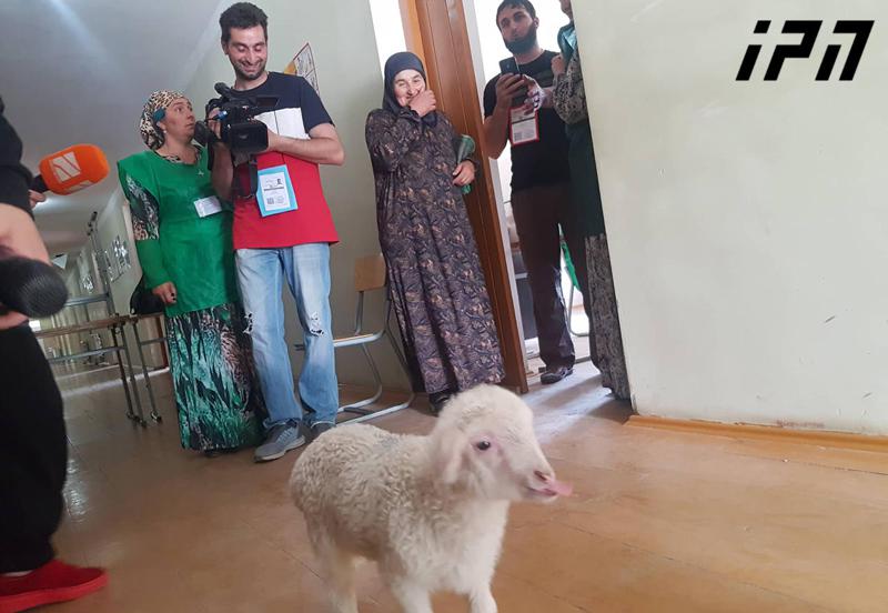 პანკისელმა ამომრჩეველმა საარჩევნო უბანზე ბატკანი მიიყვანა