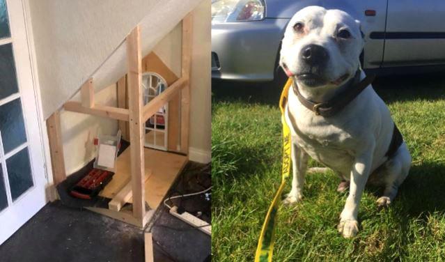 კაცმა თავშესაფრიდან ძაღლი გამოიყვანა და მას ნამდვილი სახლი მოუწყო - დაათვალიერეთ "ბასტერის ბუდუარი"