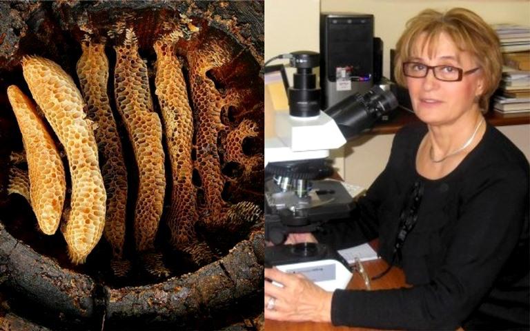 "ტუტანხამონს თაფლი ჩააყოლეს... მტკიცდება, რომ ჩვენთან უფრო ადრე ჩაატანეს მიცვალებულს თაფლი" - ქართული თაფლი 8 000 წლისაა?