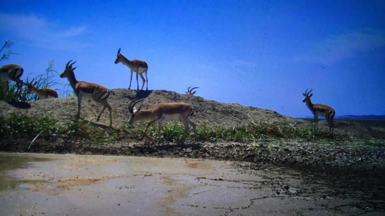 საქართველოში ერთ დროს გადაშენებული ქურციკების მეხუთე თაობა დაიბადა - ულამაზესი სანახაობა ვაშლოვანის ნაკრძალიდან