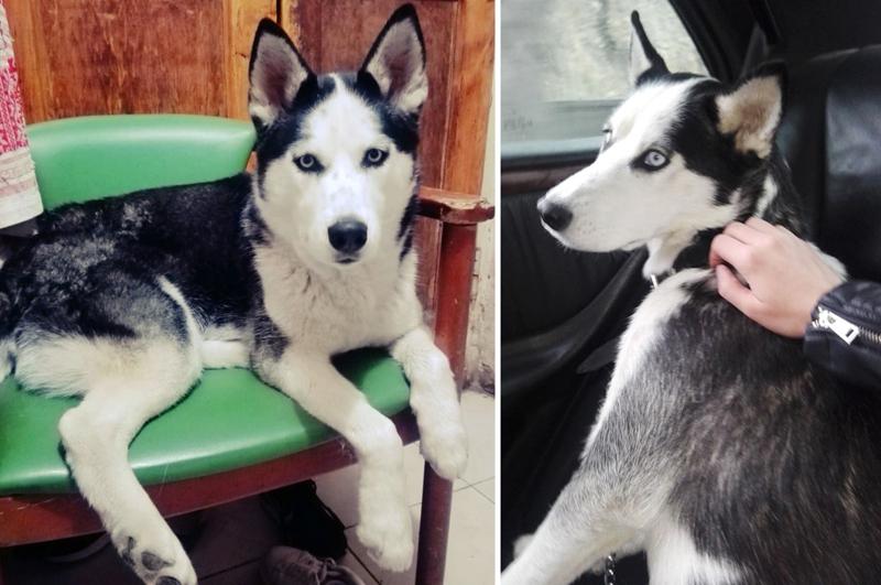 დაკარგული ჰასკის პოვნისთვის 1000-ლარიანი ჯილდო დააწესეს - ძაღლის პატრონი დახმარებას ითხოვს