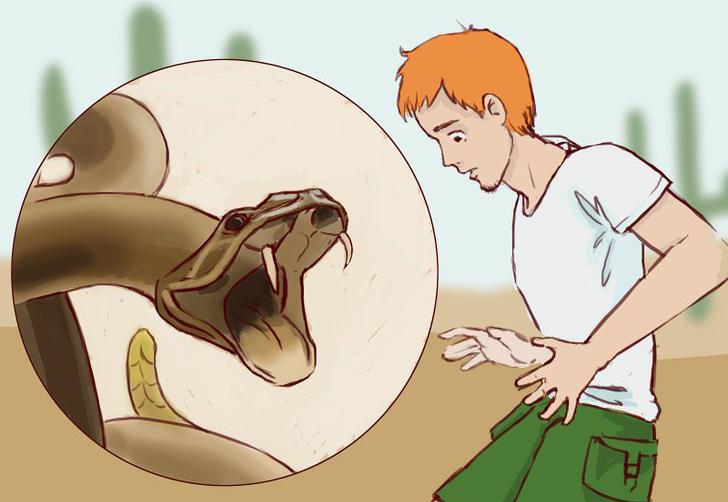 როგორ ამოვიცნოთ შხამიანი გველი და როგორ მოვიქცეთ, თუ გველმა დაგვგესლა