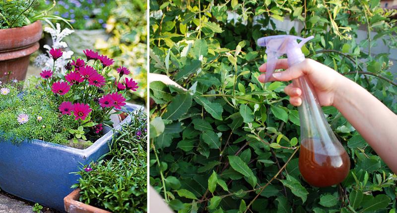 სარეველებთან ბრძოლის უმარტივესი საშუალება და მცენარეების სწორი მოვლის მეთოდები - გამოცდილი მებაღის რჩევები