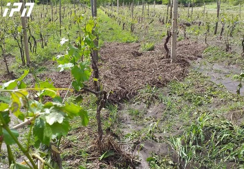 ნახევარ საათიანი სეტყვა, მეწყერი გზაზე და განადურებული ნათესები - სტიქიამ რეგიონებში პრობლემები შექმნა