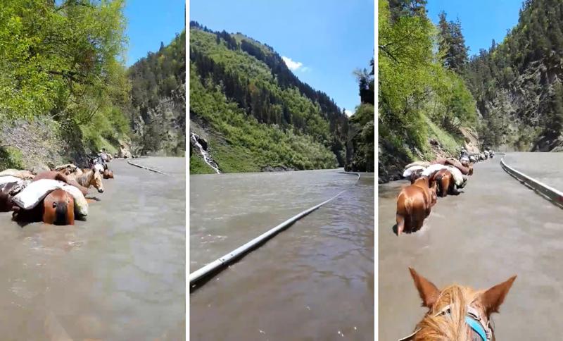 "გვეხოცება შინაური ცხოველები, შარშან ადამიანიც გარდაიცვალა" - რა ხდება თუშეთთან დამაკავშირებელ ერთადერთ საავტომობილო გზაზე