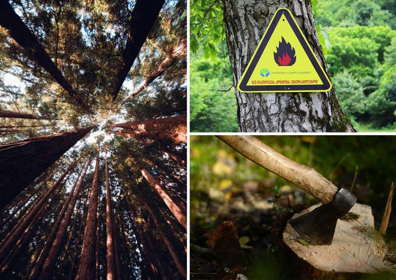 რა უნდა იცოდეთ ტყეში ყოფნისას და როგორ დაიცავს ახალი რეგულაციები ბუნებას