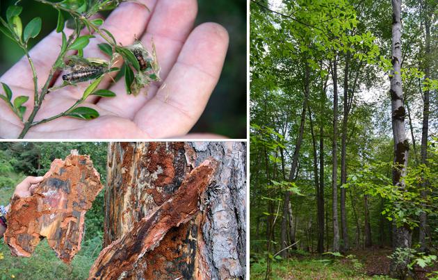 "მწერმა თითქმის მთლიანად გაანადგურა უნიკალური კოლხური ბზა" - რა მდგომარეობაშია საქართველოს ტყეები ხანძრების შემდეგ და ვინ ზრუნავს მათ გადარჩენაზე