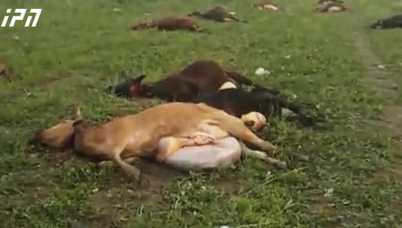 მოხვდა თუ არა ბაზარზე მარნეულში დახოცილი პირუტყვის ხორცი - სურსათის სააგენტოს კომენტარი