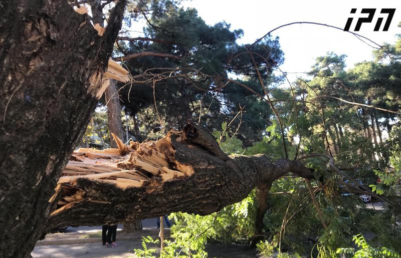 დოლიძის ქუჩაზე ორ მამაკაცს ქარისგან მოგლეჯილი ხე დაეცა