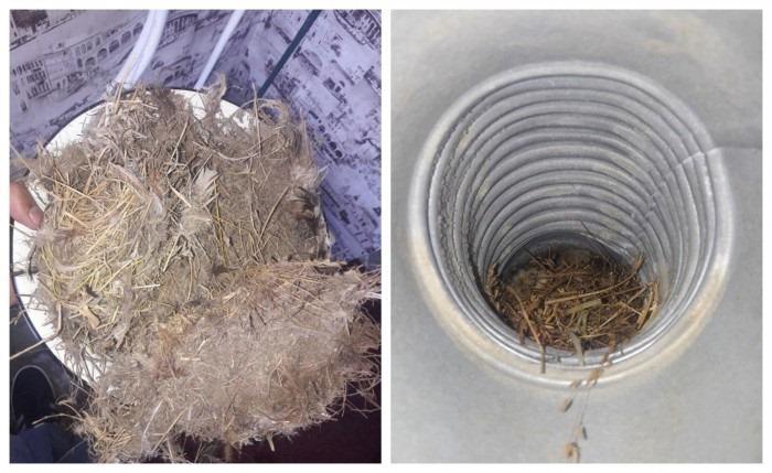 ჩიტის ბუდეების საფრთხე - "ყაზტრანსგაზი" მოსახლეობას აფრთხილებს