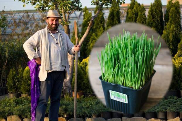 როგორ და როდის გავახაროთ სააღდგომო ჯეჯილი - რჩევები  ზურა შევარდნაძისგან