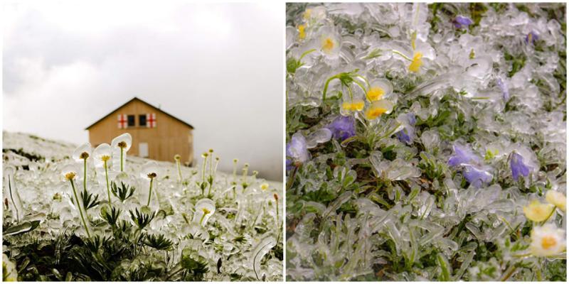 დღის ფოტო - ყაზბეგში ყვავილები გაიყინა