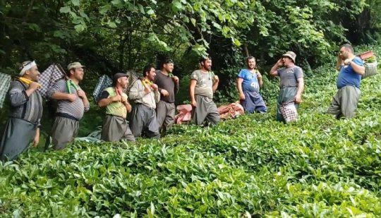 რჩეული გურული ანეკდოტები - ნაწილი მეორე