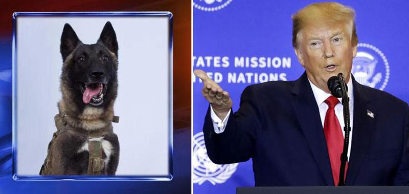 ტრამპი იმ ძაღლის ფოტოს აქვეყნებს, რომელმაც აბუ ბაქრ ალ-ბაღდადის ლიკვიდაციაში "დიდი წვლილი შეიტანა"