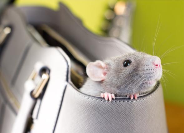 2020 წლის ფინანსური ჰოროსკოპი ზოდიაქოს ყველა ნიშნისთვის - ვინ გამდიდრდება და ვინ უნდა უფრთხილდეს ვალებს