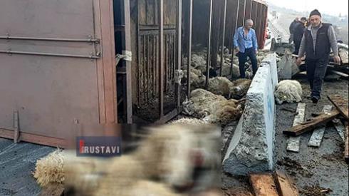 ტრაილერს, რომელიც ფონიჭალაში ამობრუნდა, ცხვრები გადაჰყავდა - დახოცილია 100-ზე მეტი ცხვარი