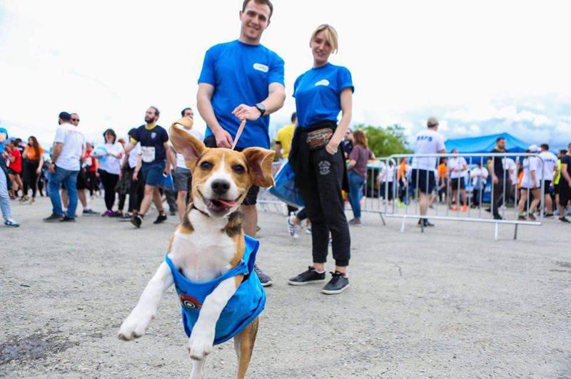 ძაღლი, რომელმაც პატრონს ცხოველთა მონიტორინგის სამსახურში უჩივლა - გაიცანით პატარა ბიგლუ