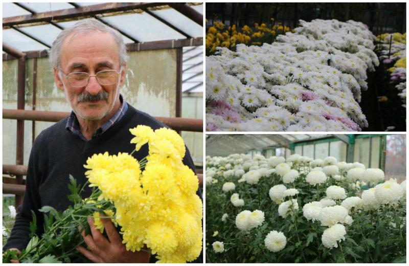 "მამამ შემაყვარა ეს საქმე, მისი პროფესია გავაგრძელე" -  ვინ არის 70 წლის კაცი, რომელსაც მარტვილში ქრიზანთემების ულამაზესი სათბურები ეკუთვნის