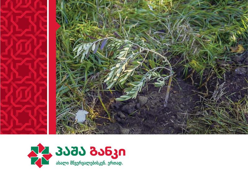 პაშა ბანკის ტრადიციული საახალწლო გარემოსდაცვითი აქტივობა - 2020 წელი