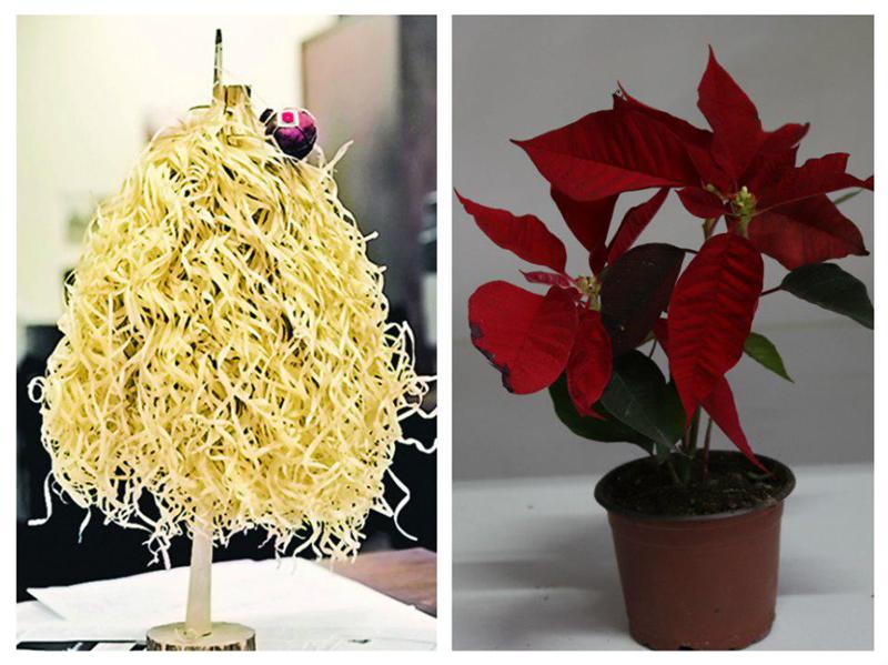 ორი საშობაო სიმბოლო, რომლის გარეშეც ახალი წლის დღეები წარმოუდგენელია- საიდან მოდის ჩიჩილაკისა და „შობის ყვავილის“ტრადიცია