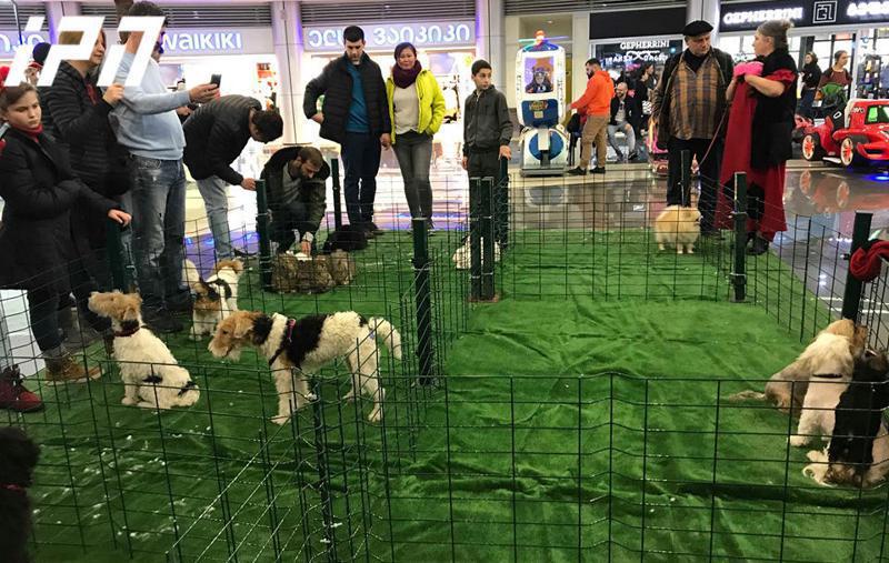 "თბილისი მოლში" ცხოველების გამოფენა გაიმართა