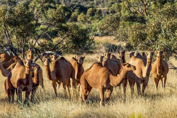 ავსტრალიაში ათასობით აქლემს დახოცავენ - მიზეზი მართლაც გაგაოცებთ
