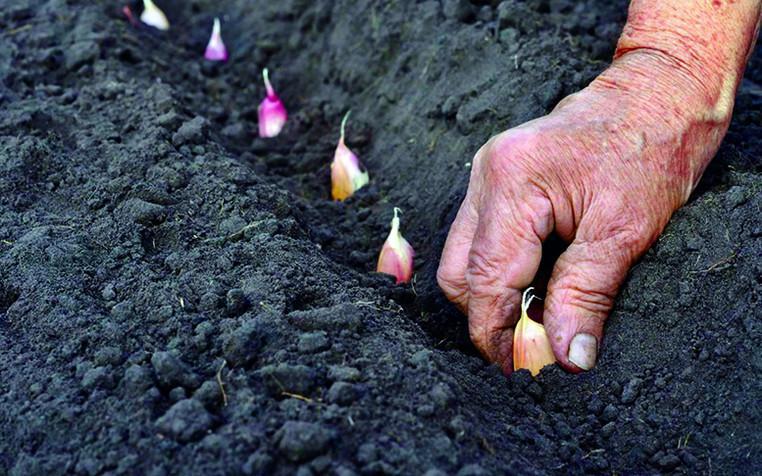 როგორ აისახება უნალექო ზამთარი მოსავალზე - სპეციალისტი გლობალური დათბობით გამოწვეულ საფრთხეებზე საუბრობს