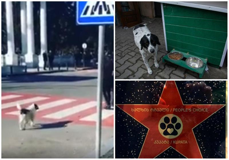ბათუმელ ძაღლს, რომელიც ბავშვებს გზაზე გადასვლაში დაეხმარა, სახლი დაუდგეს და ვარსკვლავი გაუხსნეს (ფოტო)