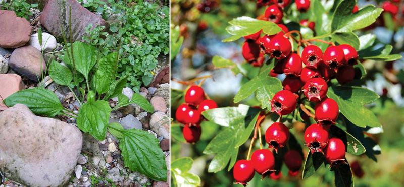 საქართველოში გავრცელებული 5 მცენარის სამკურნალო თვისებები და უკუჩვენებები - მათზე შესაძლოა, ჯერ არ გსმენიათ
