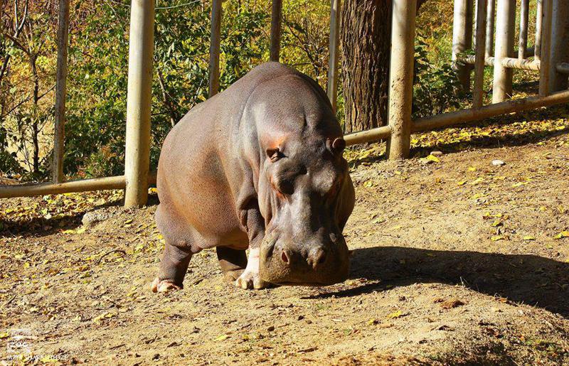 თბილისის ზოოპარკი ჰიპოპოტამი ბეგისთვის "ცოლებს" ჩამოიყვანს - "გვინდა, რომ გავამრავლოთ"