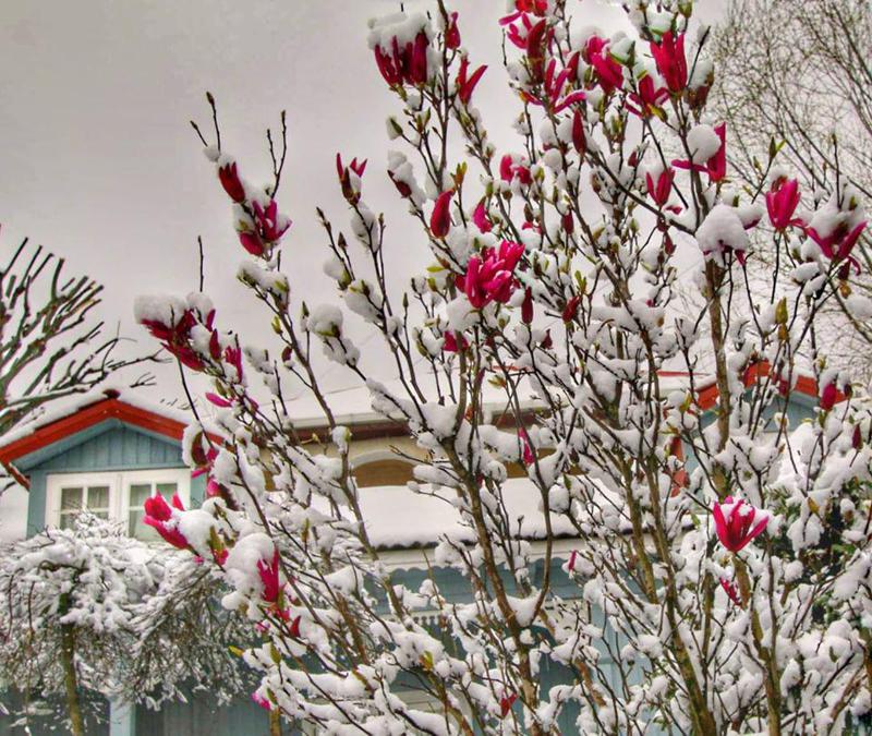 თოვლიანი გაზაფხული დედაქალაქში - თბილისის ულამაზესი ფოტოები "ფეისბუქიდან"