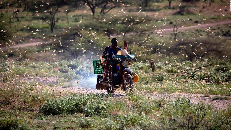 მსოფლიოსთვის მორიგი საფრთხე უდაბნოს კალიების შემოსევაა - განადგურებულია მოსავალი, საკვებზე კი კრიზისია მოსალოდნელი