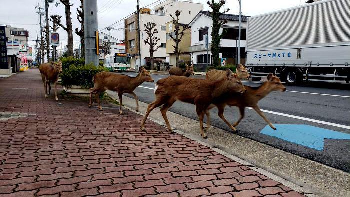 სანამ ადამიანები სახლებში იზოლაციაში არიან, იაპონიის ქუჩებში ირმების ჯოგი გამოჩნდა...