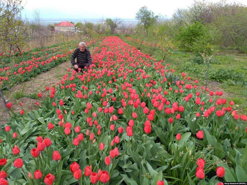 გურჯაანელ კაცს, რომელიც ტიტებს ახარებს და კორონავირუსის გამო ვერ ყიდის, მოქალაქეებმა ფული შეუგროვეს
