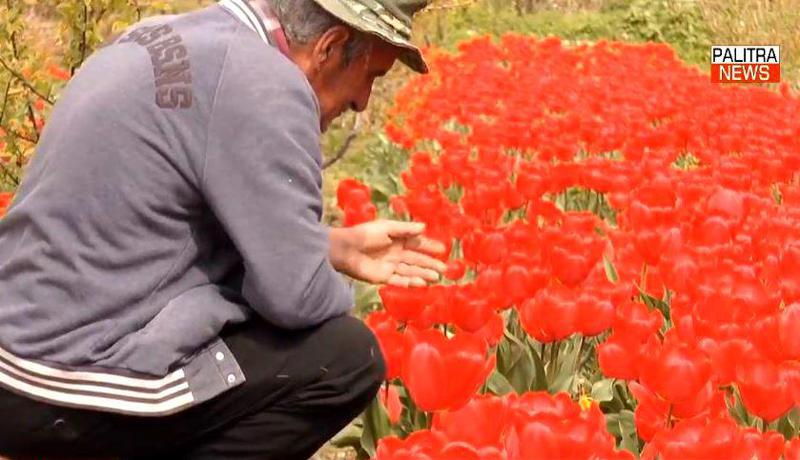 "ეს მეორედ დაბადებაა ჩემთვის..." - რას ამბობს გურჯაანელი მებაღე, რომლის 6 000 ძირი ტიტა უცნობმა ადამიანებმა "გამოისყიდეს"